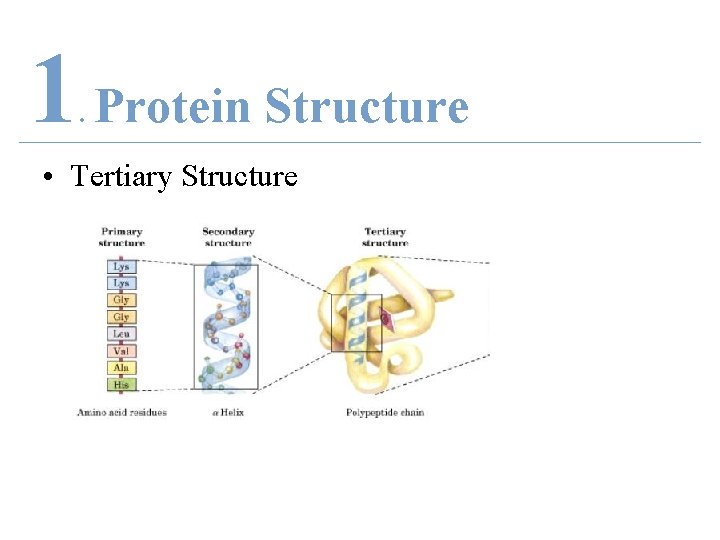 1 Protein Structure. • Tertiary Structure 