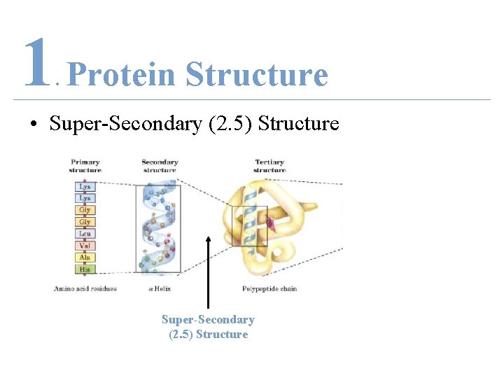 1 Protein Structure. • Super-Secondary (2. 5) Structure 