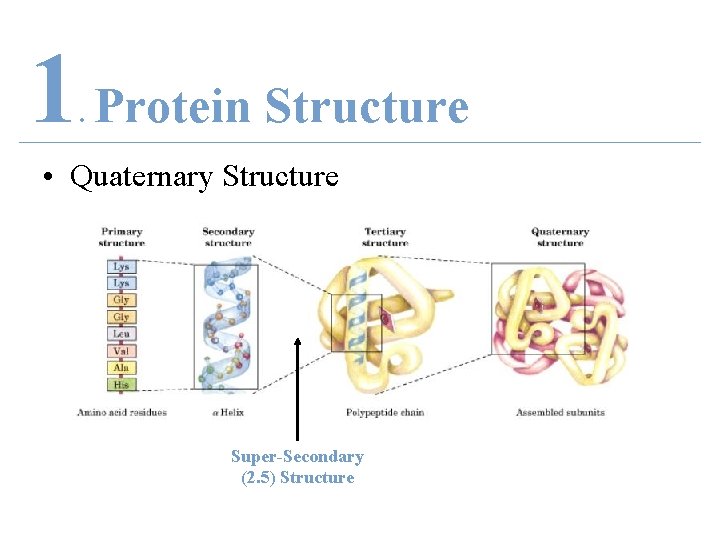 1 Protein Structure. • Quaternary Structure Super-Secondary (2. 5) Structure 