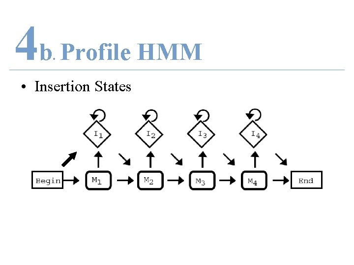 4 b Profile HMM. • Insertion States 