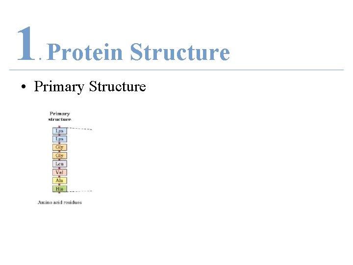 1 Protein Structure. • Primary Structure 