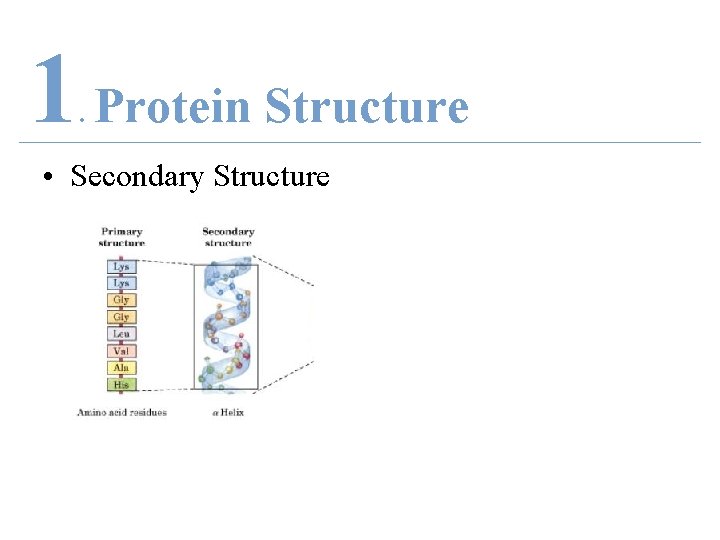 1 Protein Structure. • Secondary Structure 