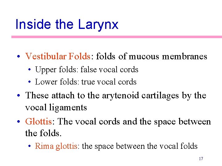 Inside the Larynx • Vestibular Folds: folds of mucous membranes • Upper folds: false