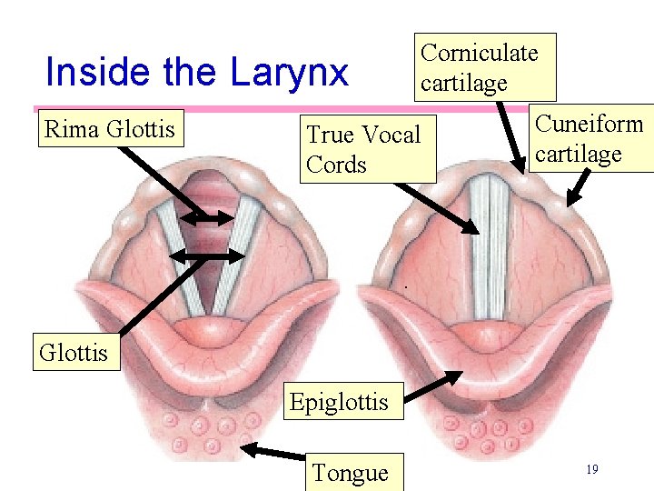 Inside the Larynx Rima Glottis Corniculate cartilage True Vocal Cords Cuneiform cartilage Glottis Epiglottis