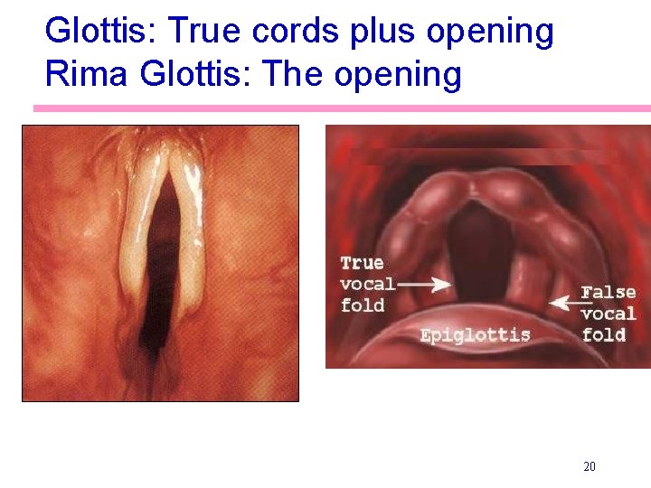 Glottis: True cords plus opening Rima Glottis: The opening 20 
