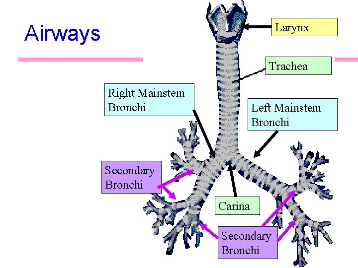 Larynx Airways Trachea Right Mainstem Bronchi Left Mainstem Bronchi Secondary Bronchi Carina Secondary Bronchi