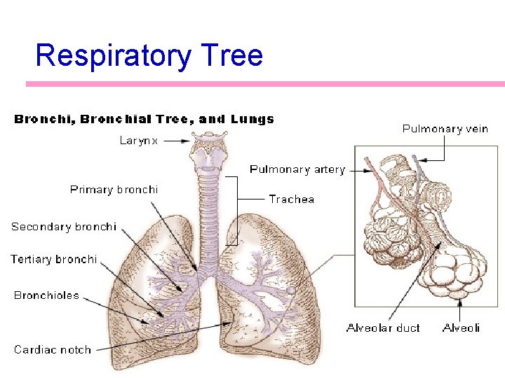 Respiratory Tree 22 