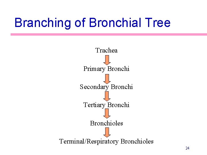 Branching of Bronchial Tree Trachea Primary Bronchi Secondary Bronchi Tertiary Bronchioles Terminal/Respiratory Bronchioles 24