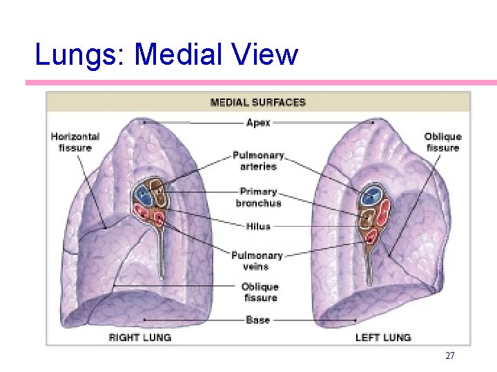 Lungs: Medial View 27 