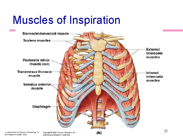 Muscles of Inspiration 33 