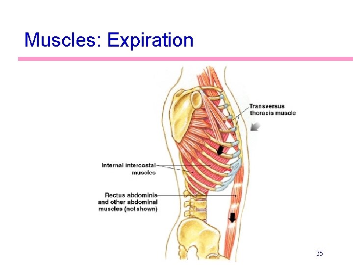 Muscles: Expiration 35 