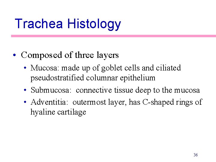 Trachea Histology • Composed of three layers • Mucosa: made up of goblet cells