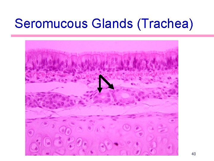 Seromucous Glands (Trachea) 40 