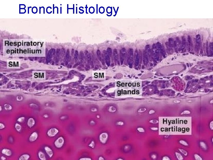 Bronchi Histology 43 