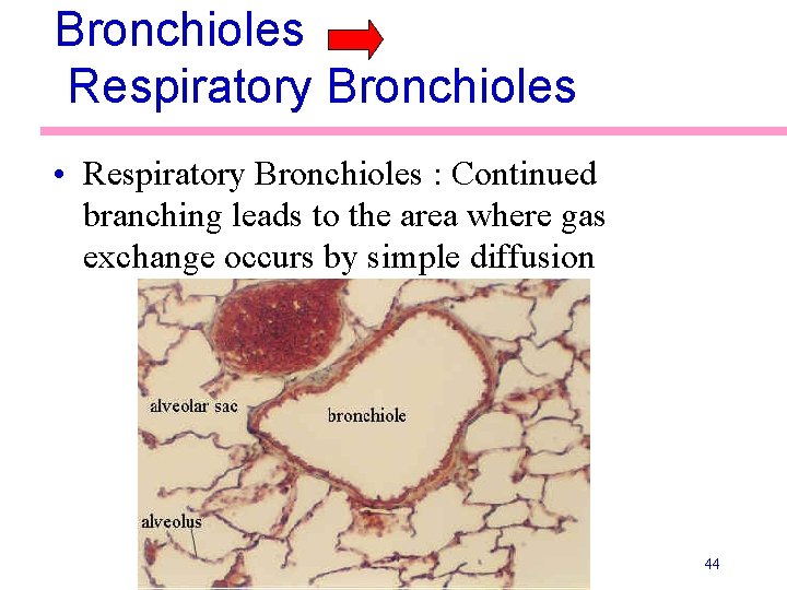 Bronchioles Respiratory Bronchioles • Respiratory Bronchioles : Continued branching leads to the area where