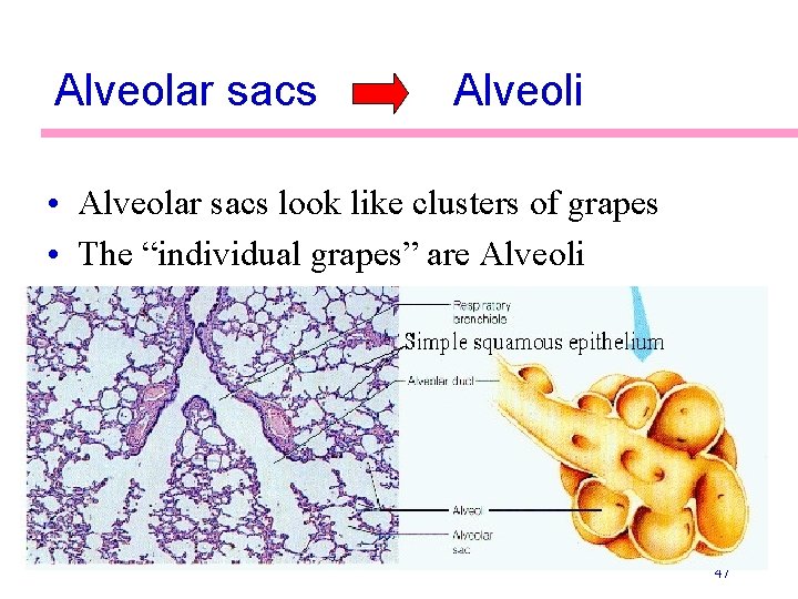 Alveolar sacs Alveoli • Alveolar sacs look like clusters of grapes • The “individual