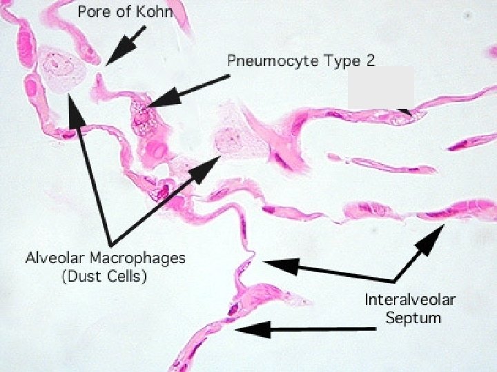 Alveoli Histology 48 