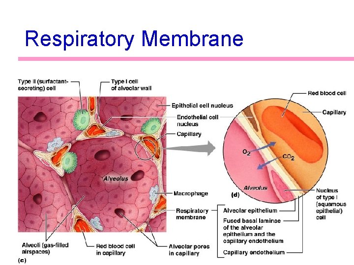 Respiratory Membrane 53 