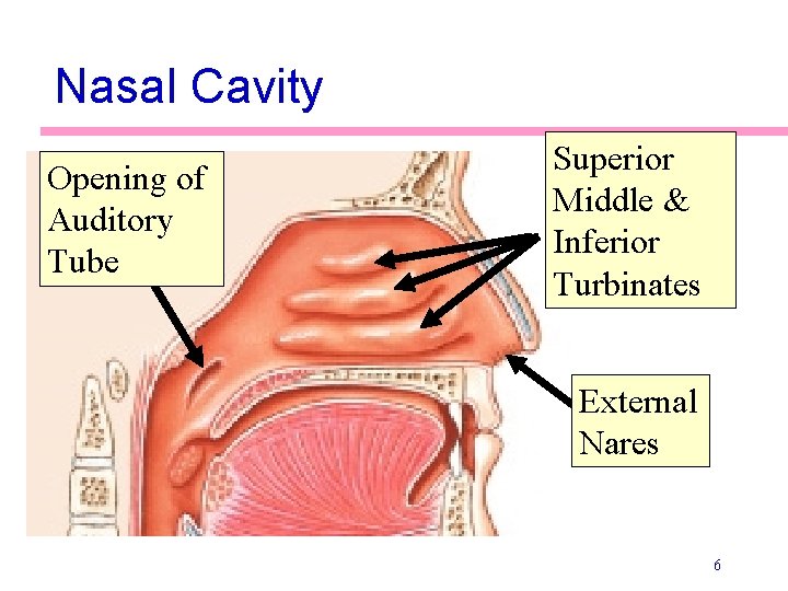 Nasal Cavity Opening of Auditory Tube Superior Middle & Inferior Turbinates External Nares 6