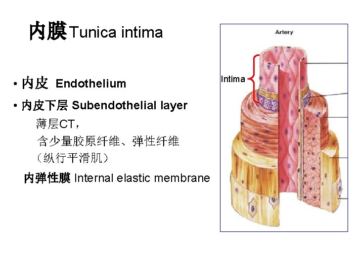 内膜 Tunica intima • 内皮 Endothelium • 内皮下层 Subendothelial layer 薄层CT， 含少量胶原纤维、弹性纤维 （纵行平滑肌） 内弹性膜