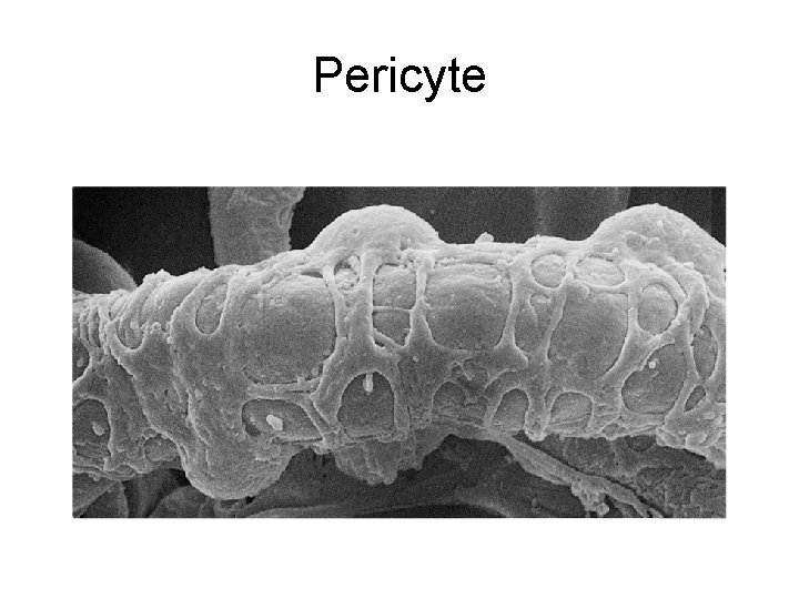 Pericyte 