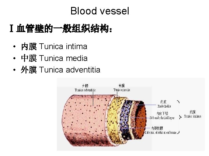 Blood vessel Ⅰ血管壁的一般组织结构： • 内膜 Tunica intima • 中膜 Tunica media • 外膜 Tunica