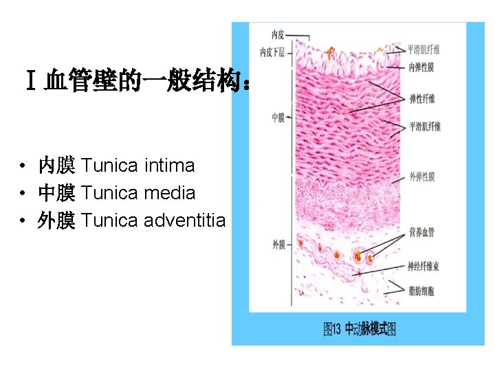 Ⅰ血管壁的一般结构： • 内膜 Tunica intima • 中膜 Tunica media • 外膜 Tunica adventitia 