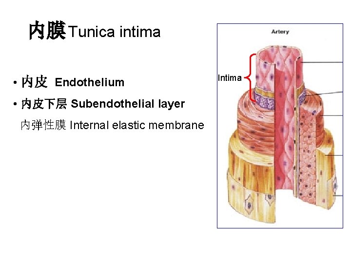 内膜 Tunica intima • 内皮 Endothelium • 内皮下层 Subendothelial layer 内弹性膜 Internal elastic membrane