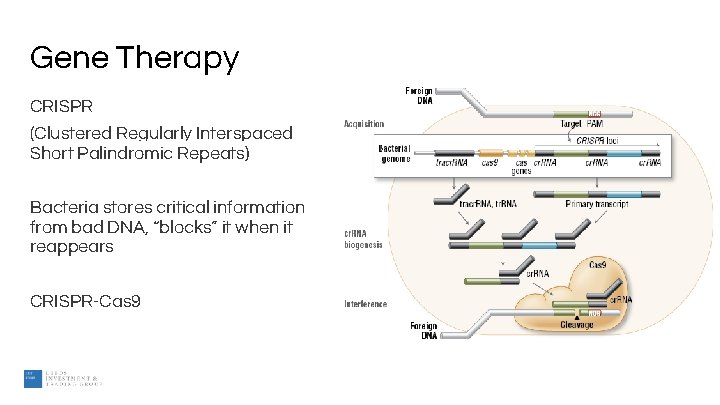 Gene Therapy CRISPR (Clustered Regularly Interspaced Short Palindromic Repeats) Bacteria stores critical information from