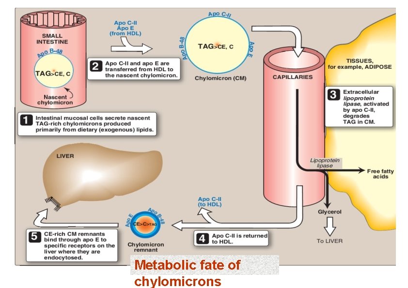 Metabolic fate of chylomicrons 