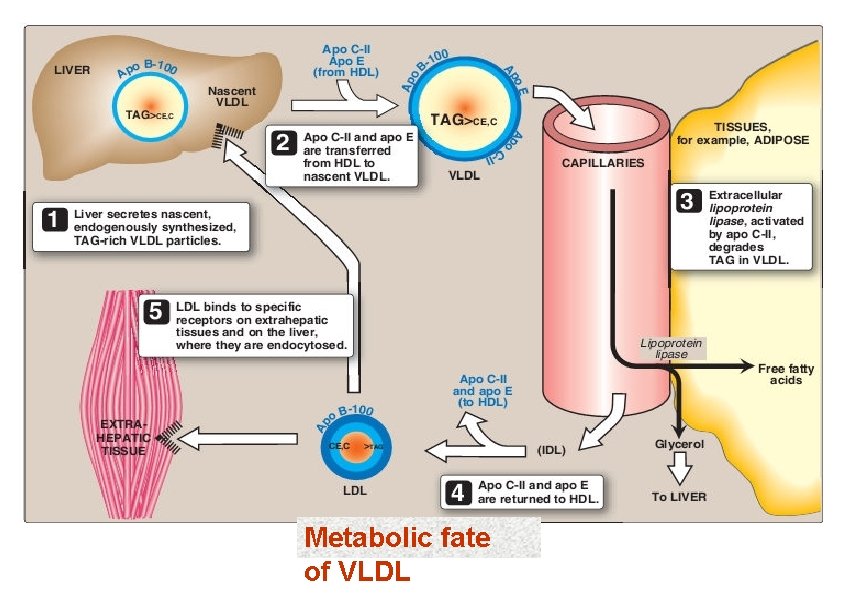 Metabolic fate of VLDL 