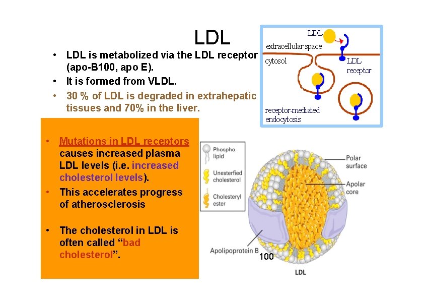 LDL extracellular space • LDL is metabolized via the LDL receptor cytosol (apo-B 100,