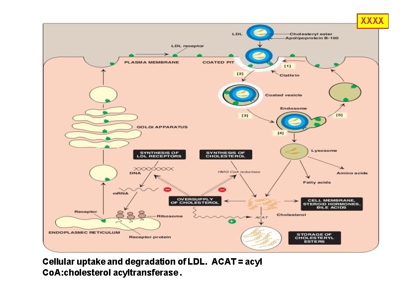 XXXX Cellular uptake and degradation of LDL. ACAT = acyl Co. A: cholesterol acyltransferase.