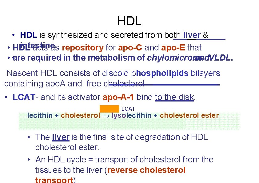 HDL • HDL is synthesized and secreted from both liver & intestine. • HDL