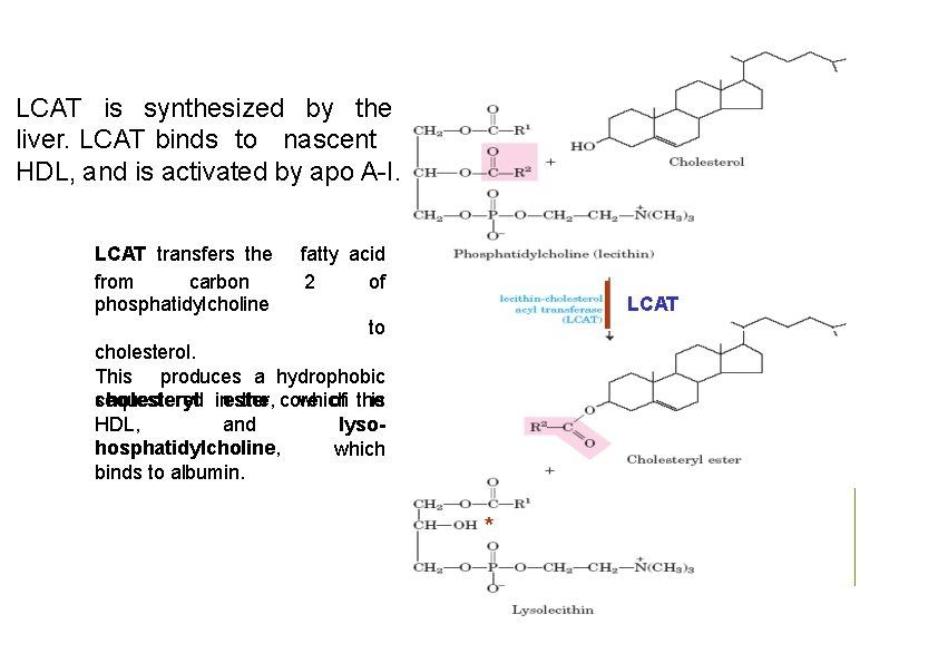 LCAT is synthesized by the liver. LCAT binds to nascent HDL, and is activated