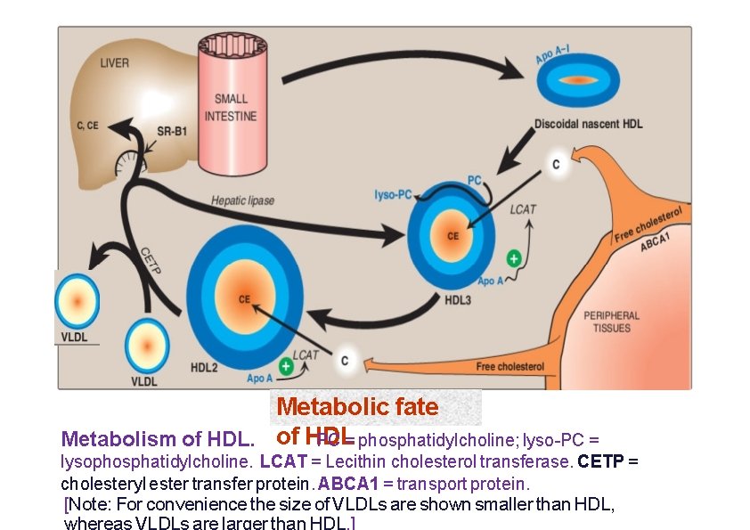 HDL receptor Metabolic fate Metabolism of HDL PC = phosphatidylcholine; lyso-PC = lysophosphatidylcholine. LCAT