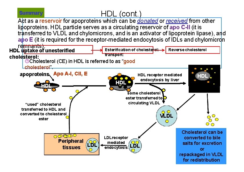 HDL (cont. ) Summary Act as a reservoir for apoproteins which can be donated