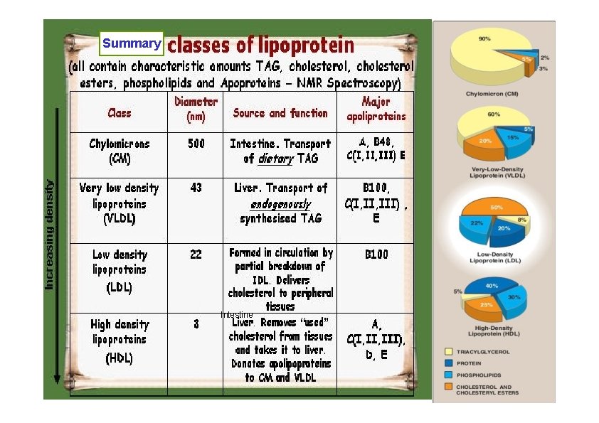 Summary Intestine 