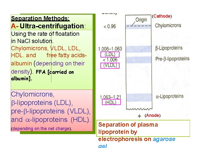 Separation Methods: (Cathode) A- Ultra-centrifugation: Using the rate of floatation in Na. Cl solution.