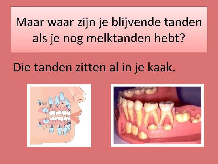 Maar waar zijn je blijvende tanden als je nog melktanden hebt? Die tanden zitten