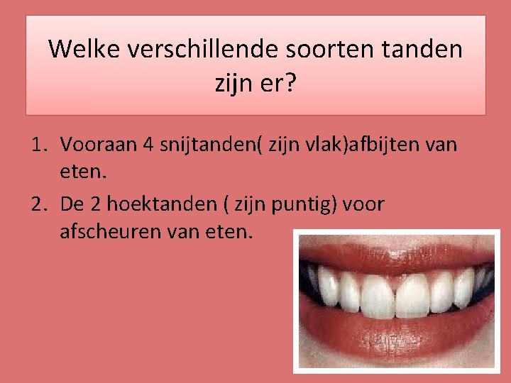 Welke verschillende soorten tanden zijn er? 1. Vooraan 4 snijtanden( zijn vlak)afbijten van eten.