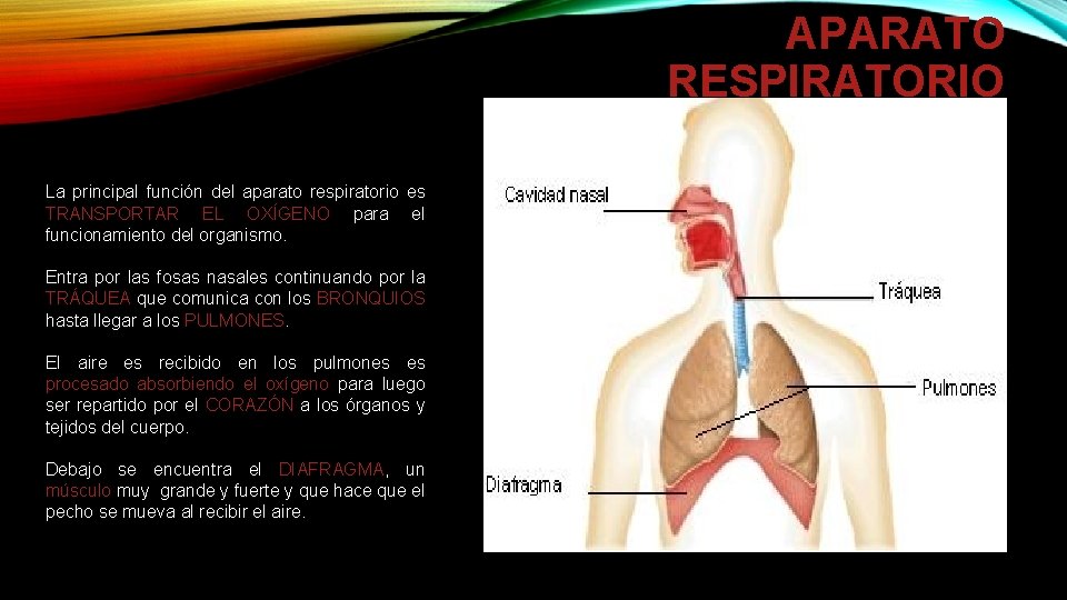 APARATO RESPIRATORIO La principal función del aparato respiratorio es TRANSPORTAR EL OXÍGENO para el