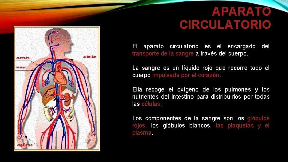 APARATO CIRCULATORIO El aparato circulatorio es el encargado del transporte de la sangre a