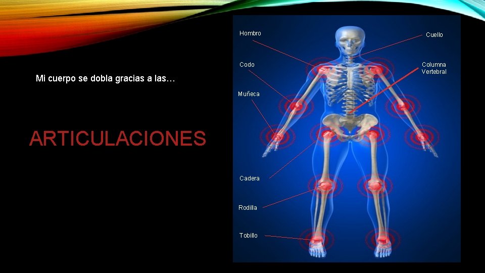 Hombro Codo Mi cuerpo se dobla gracias a las… Muñeca ARTICULACIONES Cadera Rodilla Tobillo