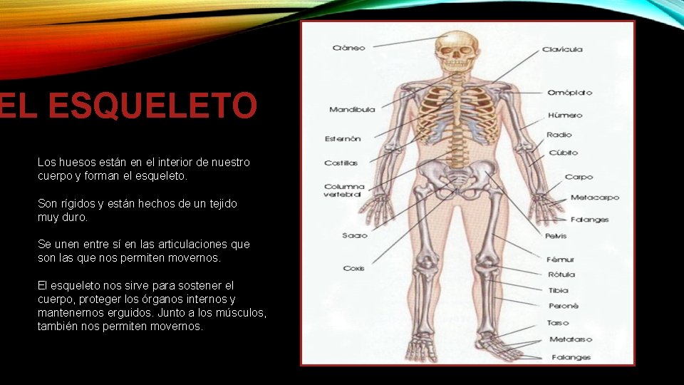 EL ESQUELETO Los huesos están en el interior de nuestro cuerpo y forman el