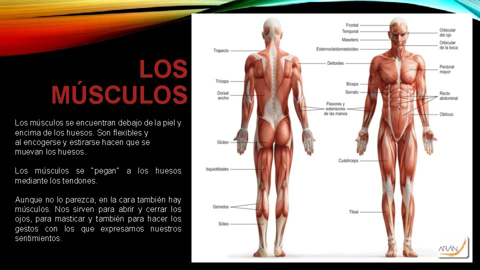 LOS MÚSCULOS Los músculos se encuentran debajo de la piel y encima de los