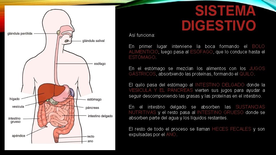 Así funciona: SISTEMA DIGESTIVO En primer lugar interviene la boca formando el BOLO ALIMENTICIO,