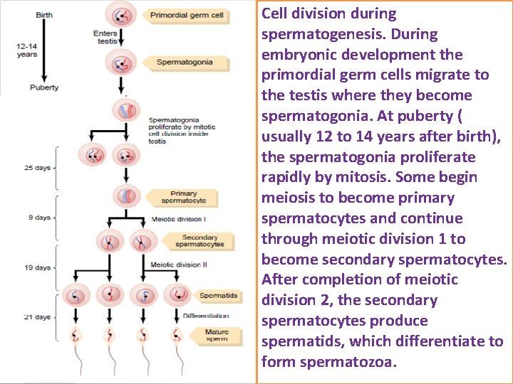 Cell division during spermatogenesis. During embryonic development the primordial germ cells migrate to the