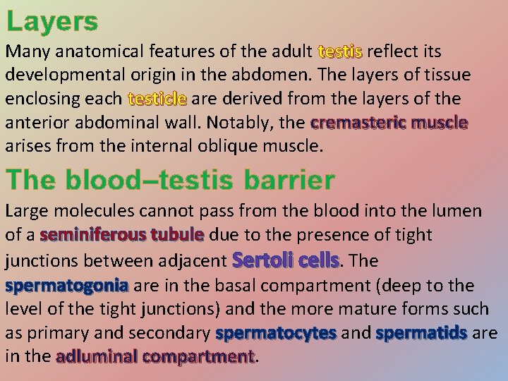 Layers Many anatomical features of the adult testis reflect its testis developmental origin in