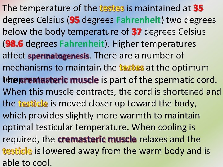 The temperature of the testes is maintained at 35 testes 35 degrees Celsius (95